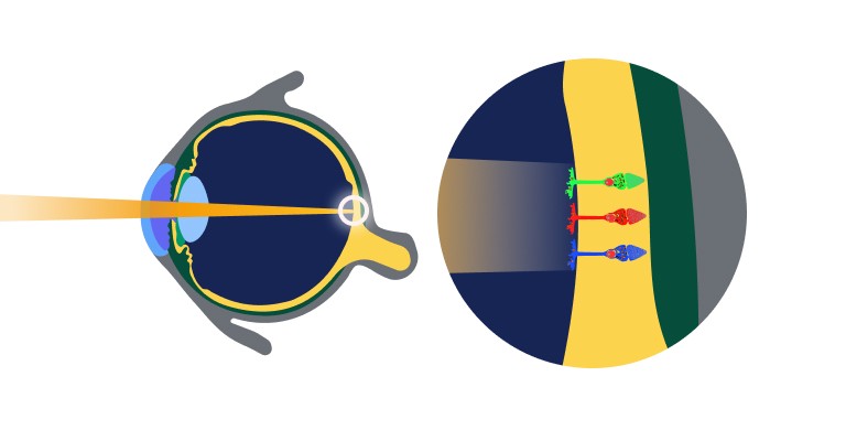 A digram showing photoreceptor cells inside the eye